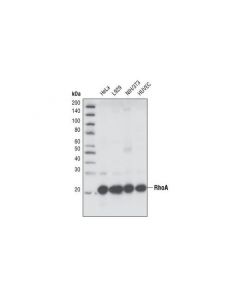 Cell Signaling Rhoa (67b9) Rabbit mAb