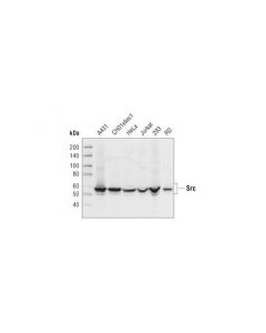 Cell Signaling Src (32g6) Rabbit mAb