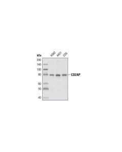 Cell Signaling Cd2ap Antibody