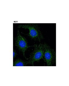 Cell Signaling Rab5a Antibody