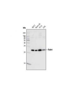 Cell Signaling Rab4 Antibody
