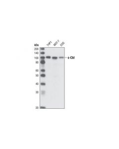 Cell Signaling C-Cbl (C49h8) Rabbit mAb