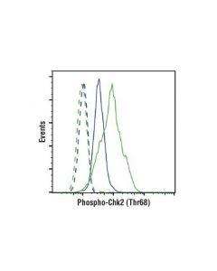 Cell Signaling Phospho-Chk2 (Thr68) (C13c1) Rabbit mAb