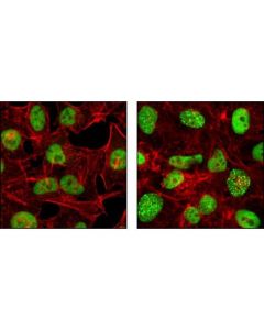 Cell Signaling Rpa32/Rpa2 (4e4) Rat mAb
