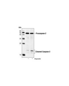 Cell Signaling Caspase-2 (C2) Mouse mAb