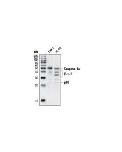 Cell Signaling Caspase-1 Antibody