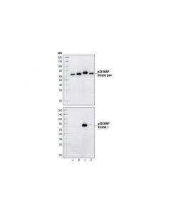 Cell Signaling P38gamma Mapk Antibody