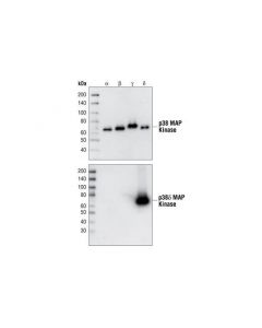 Cell Signaling P38delta Mapk (10a8) Rabbit mAb