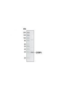 Cell Signaling C/Ebpdelta Antibody