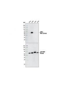 Cell Signaling P38beta Mapk (C28c2) Rabbit mAb