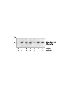 Cell Signaling Phospho-Chk1 (Ser345) Antibody