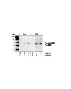 Cell Signaling Phospho-Chk1 (Ser317) Antibody