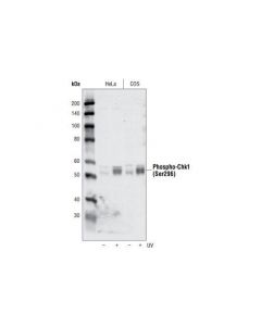 Cell Signaling Phospho-Chk1 (Ser296) Antibody
