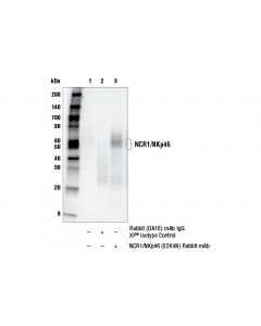 Cell Signaling Ncr1/Nkp46 (E2k4n) Rabbit mAb