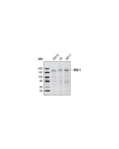 Cell Signaling Irs-1 (59g8) Rabbit mAb