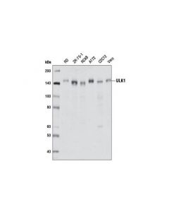 Cell Signaling Phosphoplus Ulk1 (Ser757) Antibody Duet