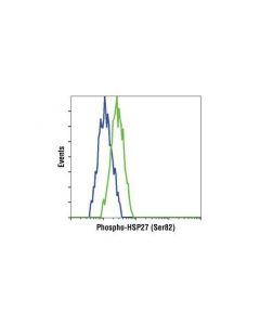 Cell Signaling Phospho-Hsp27 (Ser82) Antibody Ii