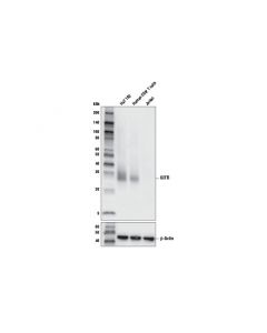 Cell Signaling Gitr (D5v7p) Rabbit mAb (Bsa And Azide Free)
