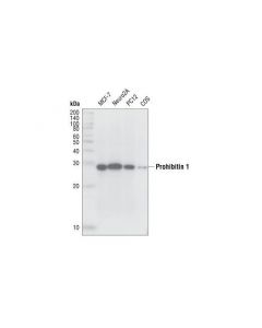 Cell Signaling Phb1 Antibody
