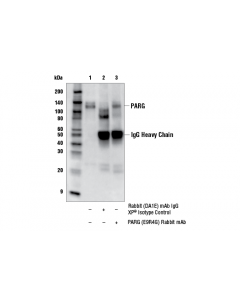 Cell Signaling Parg (E9r4g) Rabbit mAb
