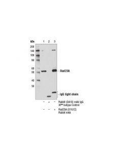 Cell Signaling Rad23a (D7u7z) Rabbit mAb