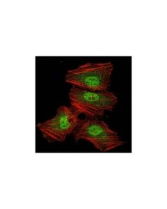 Cell Signaling Psma2 Antibody