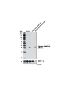 Cell Signaling Phosphoplus Darpp-32 (Thr34) Antibody Duet