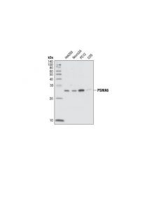Cell Signaling Psma6 Antibody