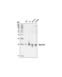 Cell Signaling Rac1/2/3 Antibody