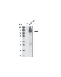 Cell Signaling Ptch2 (G1191) Antibody