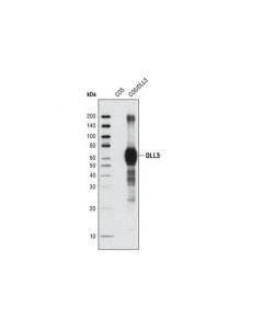 Cell Signaling Dll3 (G93) Antibody