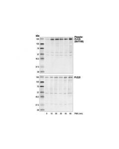 Cell Signaling Phospho-Plcbeta3 (Ser1105) Antibody