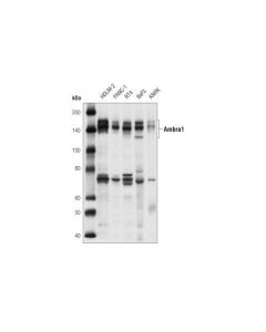 Cell Signaling Ambra1 Antibody