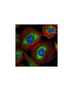 Cell Signaling Eif4a1 Antibody