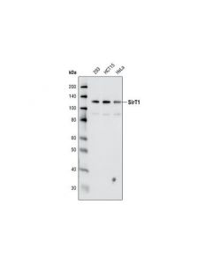 Cell Signaling Sirt1 (C14h4) Rabbit mAb