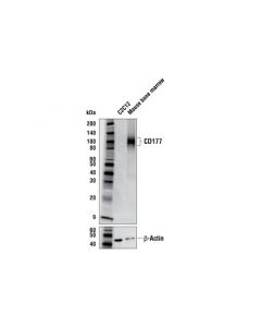 Cell Signaling Cd177 Antibody