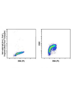 Cell Signaling Cdk2 (78b2) Rabbit mAb
