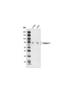 Cell Signaling Calpain 1 Large Subunit (Mu-Type) Antibody