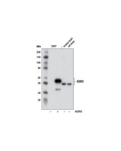 Cell Signaling Egr3 Antibody