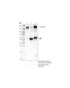Cell Signaling Ptk7/Cck4 (D2z1n) Rabbit mAb
