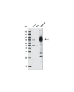 Cell Signaling Dll4 Antibody