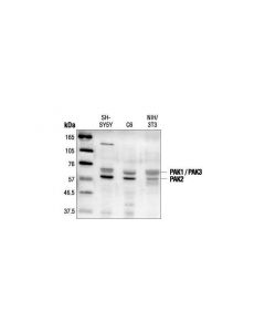 Cell Signaling Pak1/2/3 Antibody