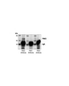 Cell Signaling Pak3 Antibody