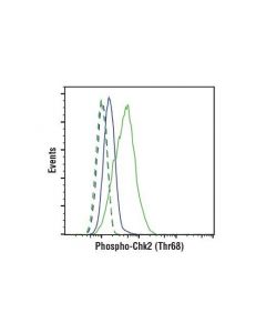 Cell Signaling Phospho-Chk2 (Thr68) Antibody