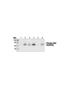 Cell Signaling Phospho-Chk2 (Ser33/35) Antibody