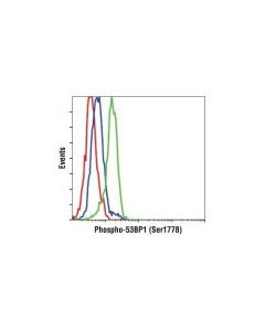 Cell Signaling Phospho-53bp1 (Ser1778) Antibody