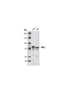 Cell Signaling Ikkbeta (L570) Antibody