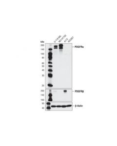 Cell Signaling Pdgf Receptor Alpha (D13c6) Xp Rabbit mAb (Bsa And Azide Free)