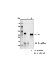 Cell Signaling Cul4a Antibody