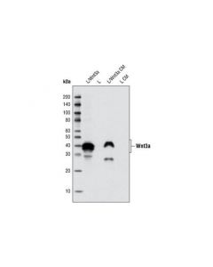 Cell Signaling Wnt3a (C64f2) Rabbit mAb
